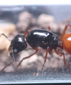 Orange Striped Carpenter Ants (Camponotus sansabeanus)