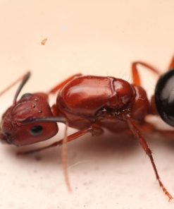 Florida Carpenter Ants (Camponotus floridanus)