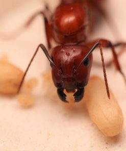 Alternative view of Chestnut Carpenter Ants (Camponotus castaneus)