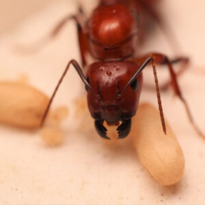 Alternative view of Chestnut Carpenter Ants (Camponotus castaneus)