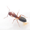 Snelling's Carpenter Ant (Camponotus snellingi)