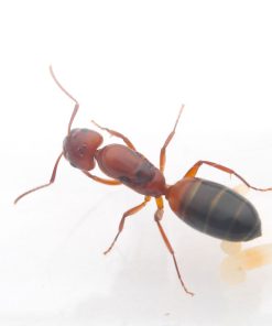 Snelling's Carpenter Ant (Camponotus snellingi)