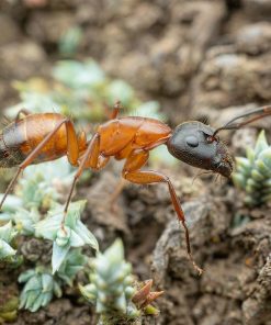 Alternative view of Brick Carpenter Ant (Camponotus semitestaceus)