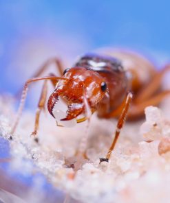 Alternative view of Citrus Honeypot Ants (Myrmecocystus kennedyi)
