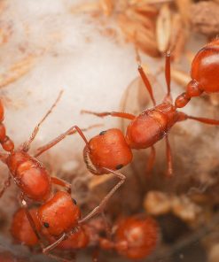 Alternative view of Maricopa Harvester Ants (Pogonomyrmex maricopa)