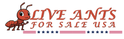 Live Ants For Sale USA